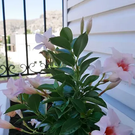 Hanna's * Palaiochora
